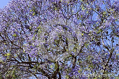 Photo of a tree with purple flowers Stock Photo