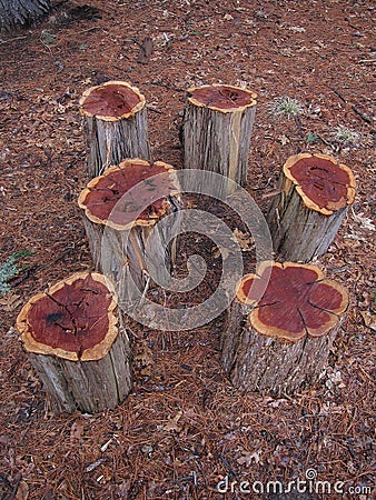 Photo of Tree Stumps Stock Photo