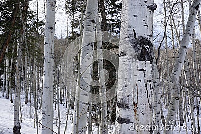 Photo of trees in the Eagle, Colorado, forest Stock Photo