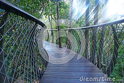 Treetop snake kirstenbosch bridge photo Stock Photo