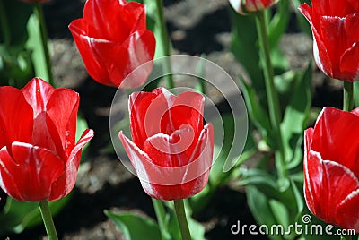 The photo tulips Stock Photo