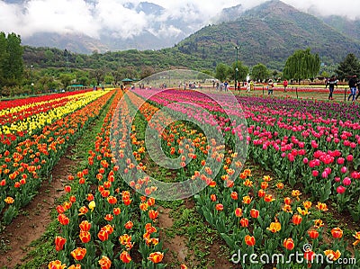 Tulip rows in tulip garden Editorial Stock Photo