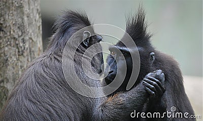 Two black macaque holding hand Stock Photo