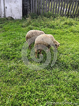 Two sheep in the village Stock Photo