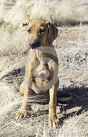 A Female Rhodesian ridgeback puppy sitting and showing her chest Stock Photo