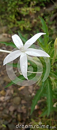 a photo of a very beautiful kitolod flower with white color and there are dew grains Stock Photo