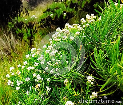 This is a photo of a very rare flower, namely the edelweiss flower. This flower is very important for the natural ecosystem Stock Photo