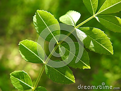 Vibrant green leaf in the sunshine Stock Photo