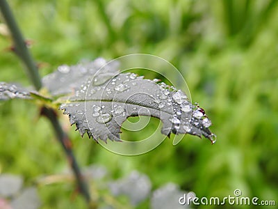 Vibrant green leaves with water droplets Stock Photo