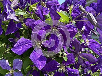 Vibrant Purple Clematis Flowers in Spring in the Garden Stock Photo