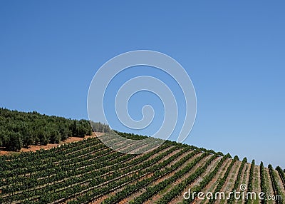 The vineyard at Tokara Wine Estate, Cape Town, South Africa, taken on a clear day. The vines are planted in rows on the hillside. Stock Photo