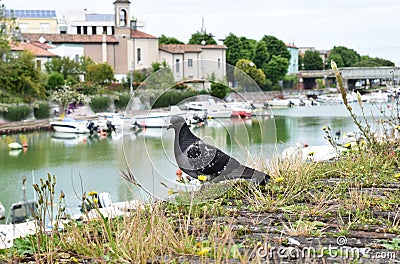 Lovely pigeon, Rimini, Italy Stock Photo