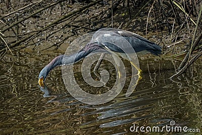 Great Blue Heron hunting in the shallow waters Stock Photo