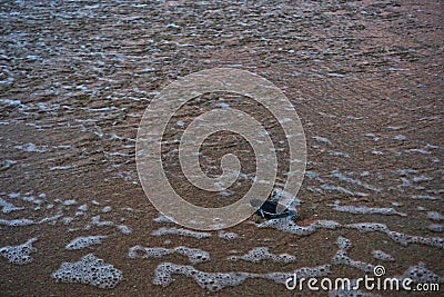 Baby turtle going to sea, first time. Stock Photo