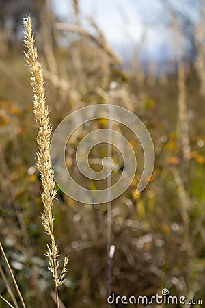 Grass in the wind with boke effect Stock Photo