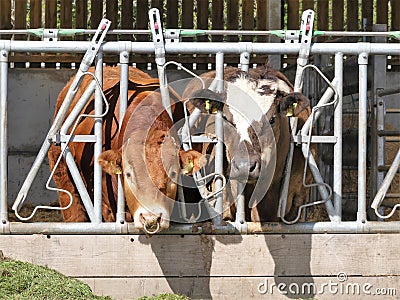 Bull and cow eating grass through pen fence Stock Photo