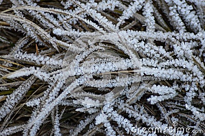 Frozen grass on a winter morning: Frost macro photography, ice fractal formations over plants. Stock Photo
