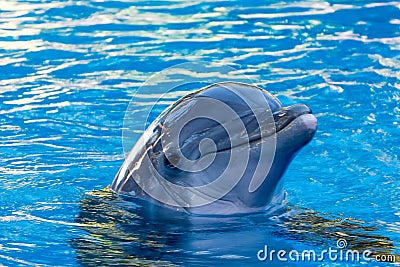 Happy Porpoise Stock Photo