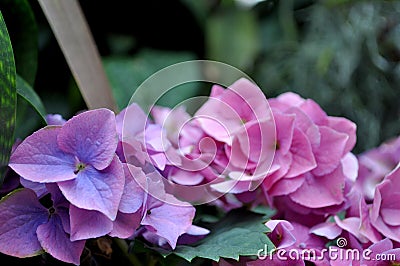 Biltmore Gardens Greenhouse Pink & Purple Hydrangeas Stock Photo