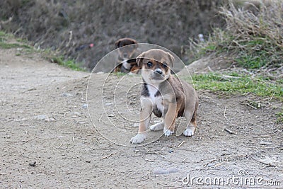 An two litttle dog in Bulgaria - best frient of people Stock Photo