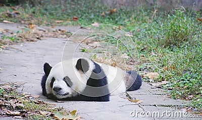 A sleepy panda lying on the floor Stock Photo