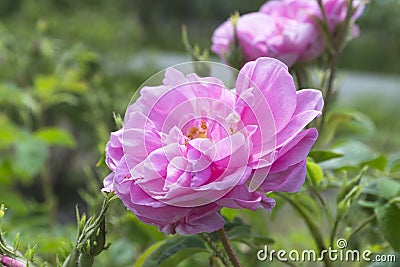 Rosa Damascena. Rose Valley Karlovo. Bulgarian rose oil. aromatherapy Stock Photo