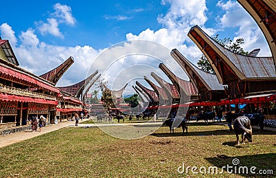 Traditional Festivals of Torajan at Sulawesi Editorial Stock Photo
