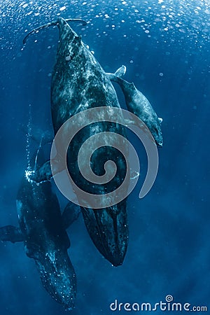 Humpback Whale mother and calf in Okinawa Stock Photo
