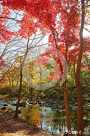 The autumn maple on the riverside scenic Stock Photo