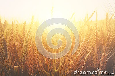 photo of wheat field at sunset Stock Photo