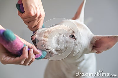 Photo of Bull terrier dog and a girly playing together with a dog toy - with white background in the back Stock Photo