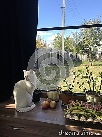 photo of a white cat and houseplants on a window overlooking a garden with trees Stock Photo