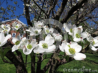 Pretty White Dogwood Blossoms in Spring in April Stock Photo