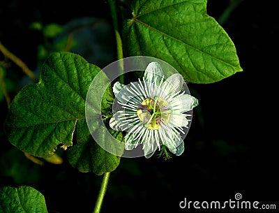 Not jasmine, White flower with dark background Stock Photo