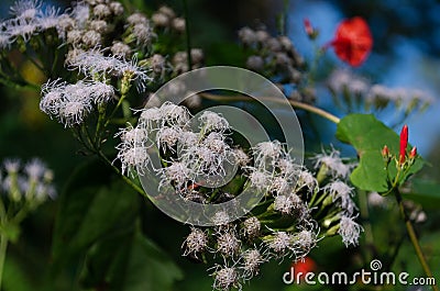 Photo of a White Flower Upclose Stock Photo