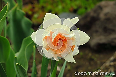 Photo of white flowers narcissus. Background Daffodil narcissus with yellow buds and green leaves. spring flower Stock Photo