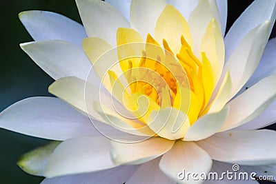 Lotus flowers and pollen Stock Photo