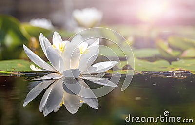 White water lily in pond under sunlight. Blossom time of lotus flower Stock Photo