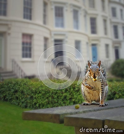 Urban garden town village city squirrel eating on table animals wild creatures Stock Photo