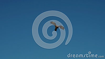 Photo of a wild eagle alone in the sky Stock Photo