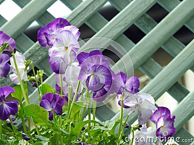 Wild flowers small garden pansy plants trellis Stock Photo