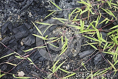 wild plants live and creep into the burnt land Stock Photo