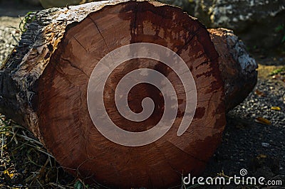 material ofmahogany cut tree wood pattern hd Stock Photo