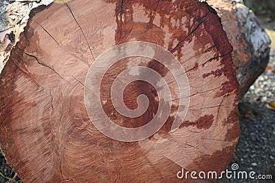 natural mahogany cut tree wood texture hd Stock Photo