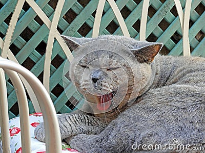 Yawning pedigree cat on garden chaise Stock Photo