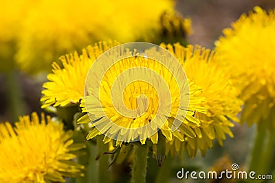 photo of yellow dandelions Stock Photo