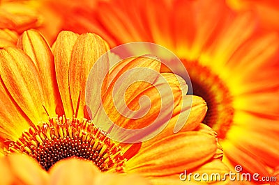 Photo of yellow and orange gerberas, macro photography and flowers background Stock Photo