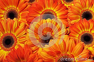 Photo of yellow and orange gerberas, macro photography and flowers background Stock Photo