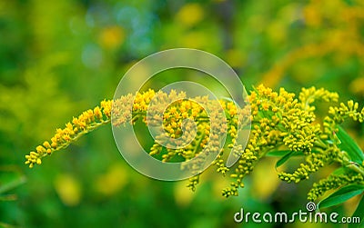 Photo of yellow wild flower in the forest Stock Photo