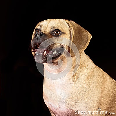 Portrait of young adorable happy puggle Stock Photo